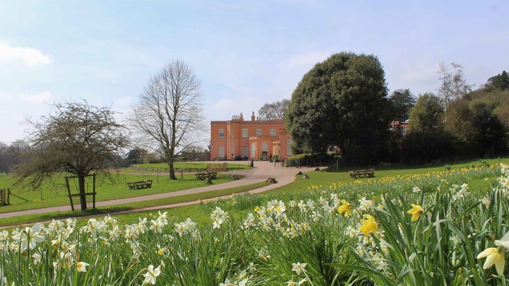 View of the main drive heading to the house with daffodils in the foreground at Killerton, Devon